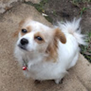 Meet your Posher, Luna